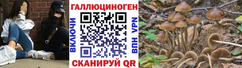 Псилоцибиновые грибы Cubensis  Малаховка 